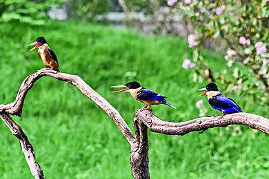 全球6月手游销量榜出炉 《王者荣耀》稳居首位